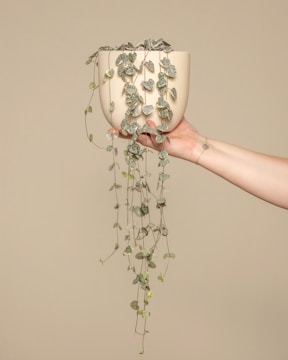 A close-up of a smooth, cream-colored ceramic pot holding a vibrant green fern.