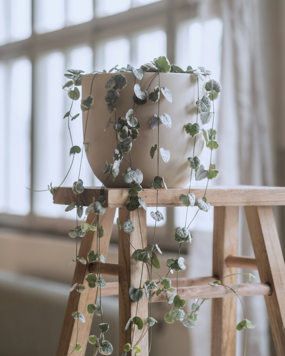 a potted plant is sitting on a wooden stand