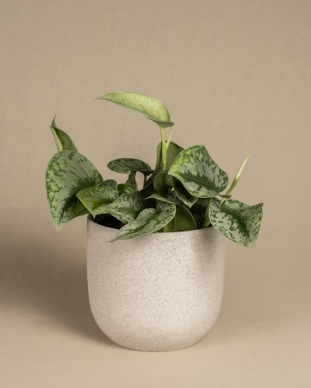 a potted plant with green leaves in it