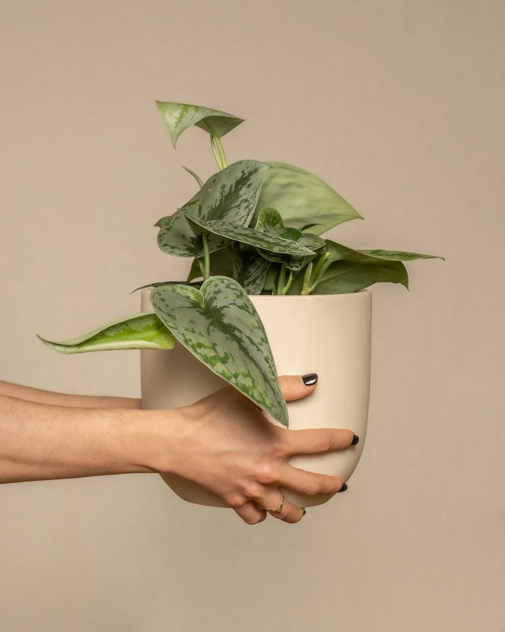 a person holding a potted plant in their hand