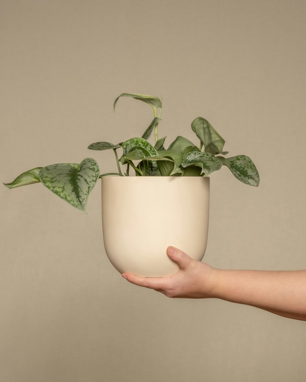 a person holding a potted plant in their hand