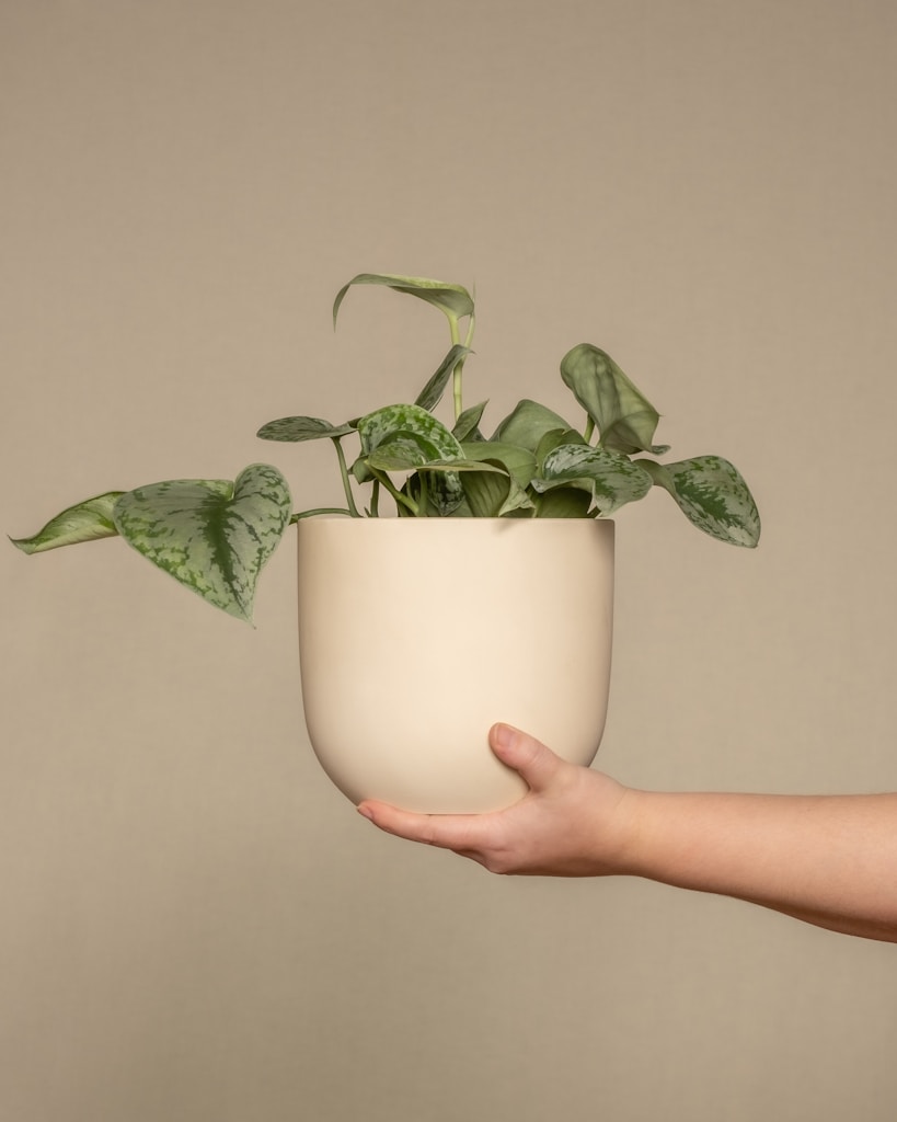 Macramé Plant Hanger