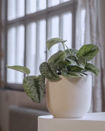 A white ceramic pot with an indoor plant featuring variegated green leaves. The plant is situated on a white round surface, in front of a large window with sheer curtains allowing soft natural light into the space. The setting appears to be tranquil and minimalistic, with a focus on the simplicity and elegance of greenery.