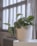 A sleek, white ceramic pot holding a lush green fern on a wooden shelf by a sunlit window.