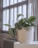 A sleek, white ceramic pot holding a lush green fern on a wooden shelf by a sunlit window.