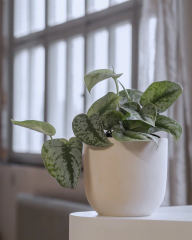 A serene indoor scene featuring a sleek ceramic pot with a lush green plant, softly lit with natural light filtering through translucent glass panels.