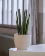 A minimalist indoor setting features a potted snake plant on a white surface. The plant's tall, narrow leaves are dark green. Soft natural light filters through large windows in the blurred background, creating a serene and calm atmosphere.