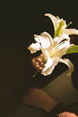 A hand gently touching the petals of a freshly blossomed lily.