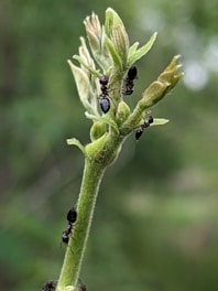 Several ants are on a green plant stem with some budding leaves. The background is blurred with shades of green, suggesting a natural outdoor setting.