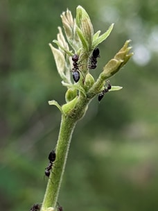 Several ants are on a green plant stem with some budding leaves. The background is blurred with shades of green, suggesting a natural outdoor setting.