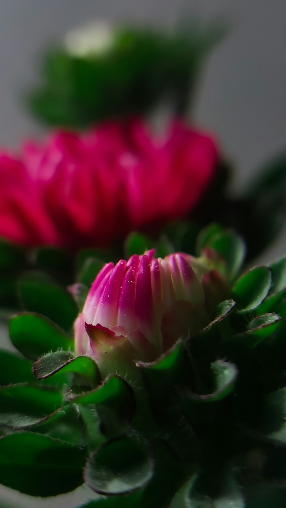 a close up of a pink flower with green leaves