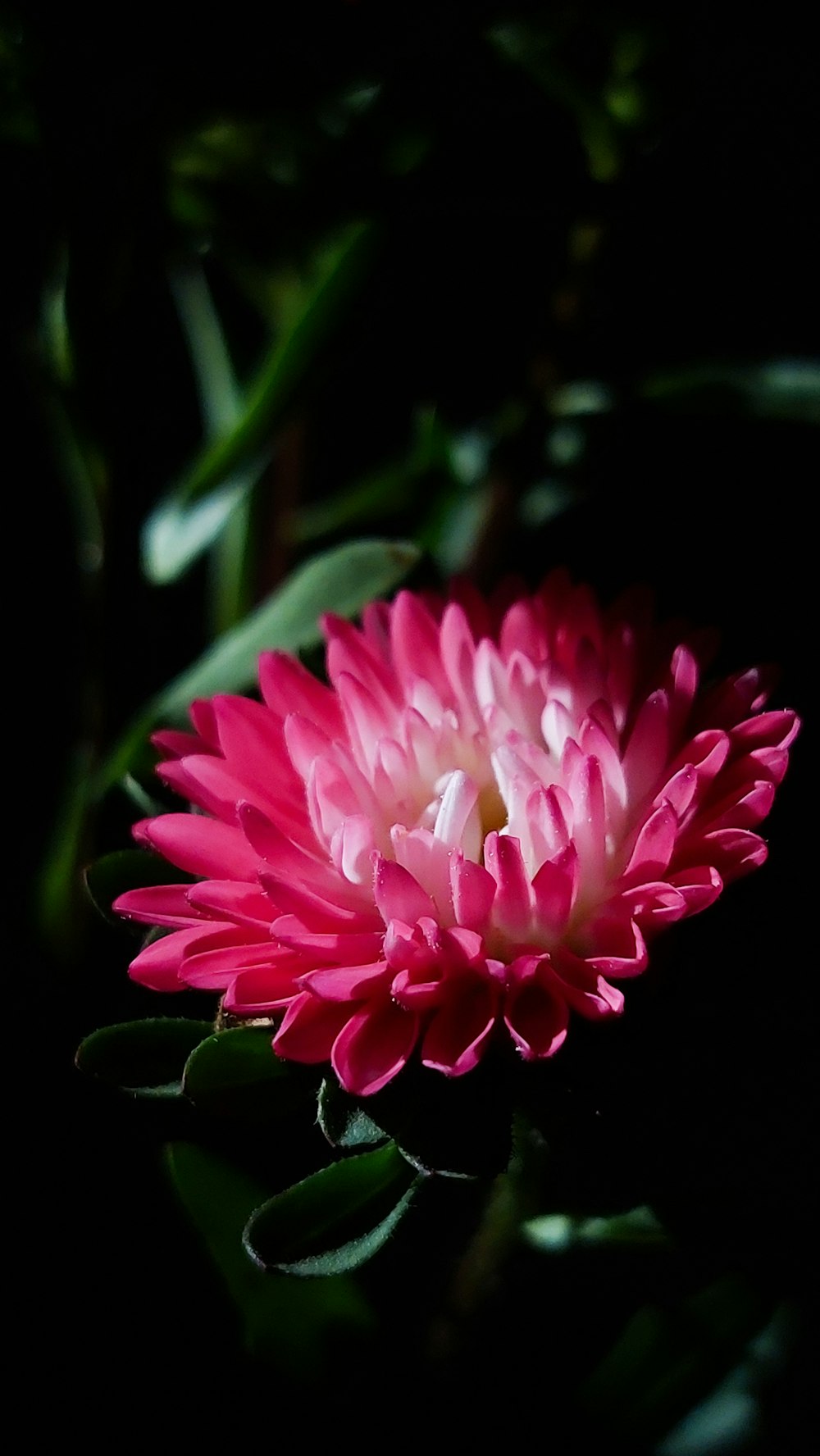 una flor rosa con hojas verdes sobre un fondo negro