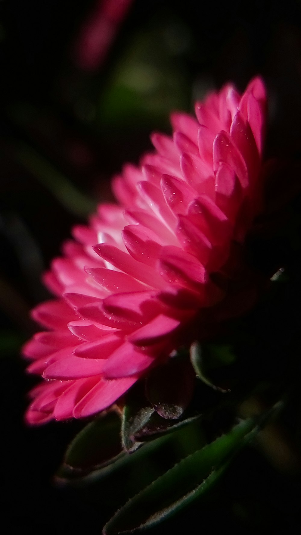 uma flor cor-de-rosa com gotículas de água