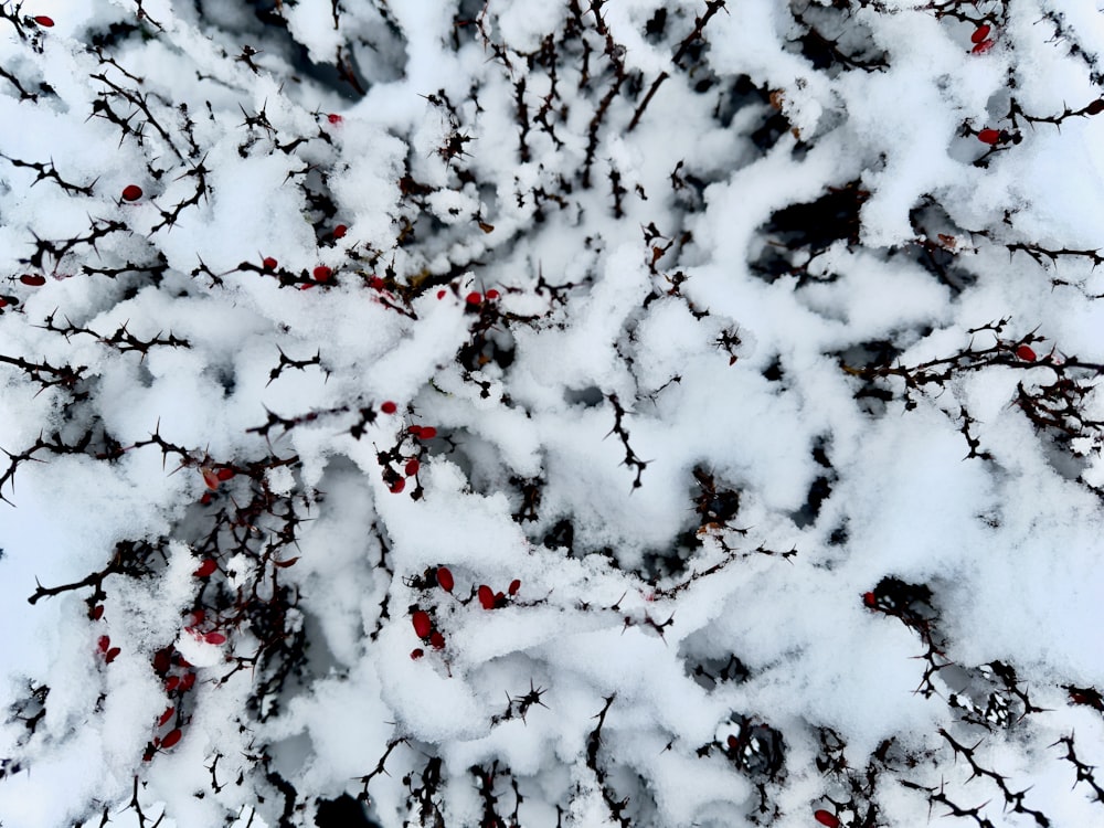 a snow covered tree branch with red berries