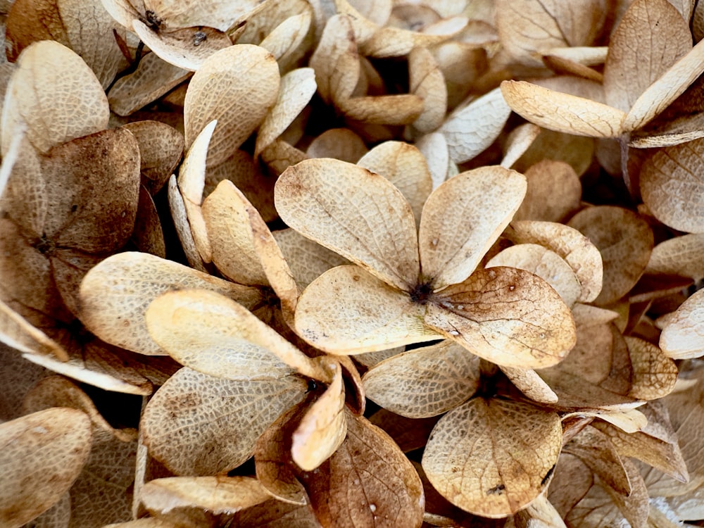 a close up of a bunch of nuts