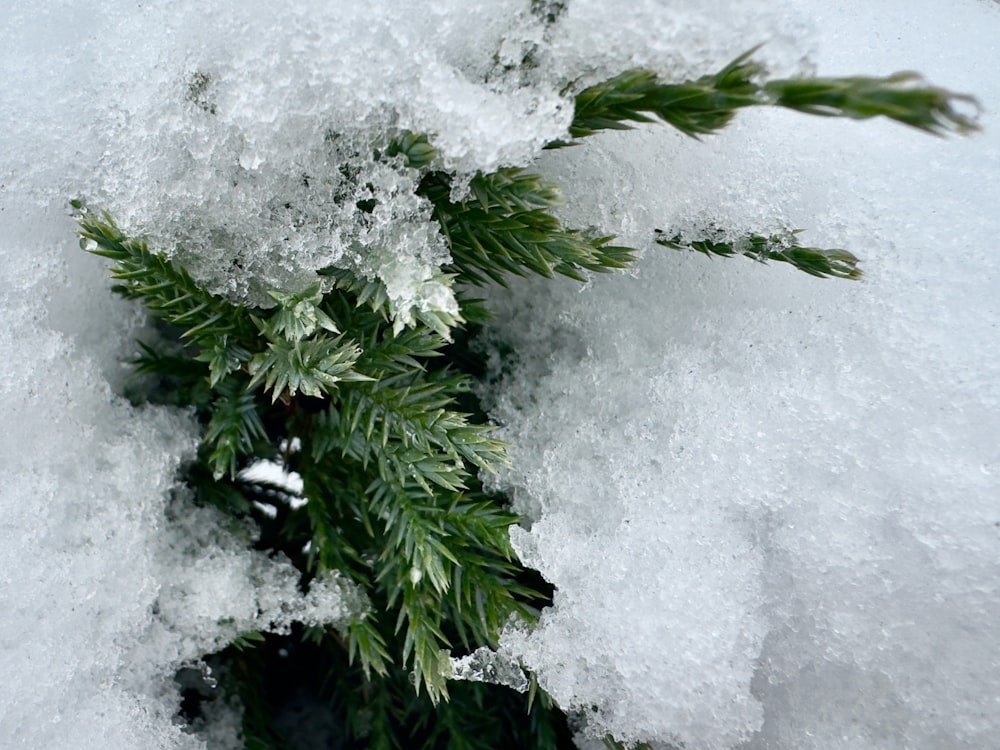 a close up of a plant covered in snow