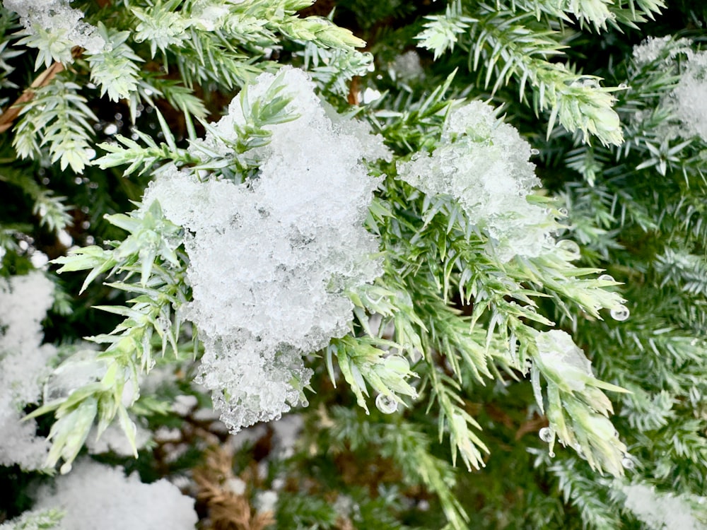 a close up of a tree with snow on it