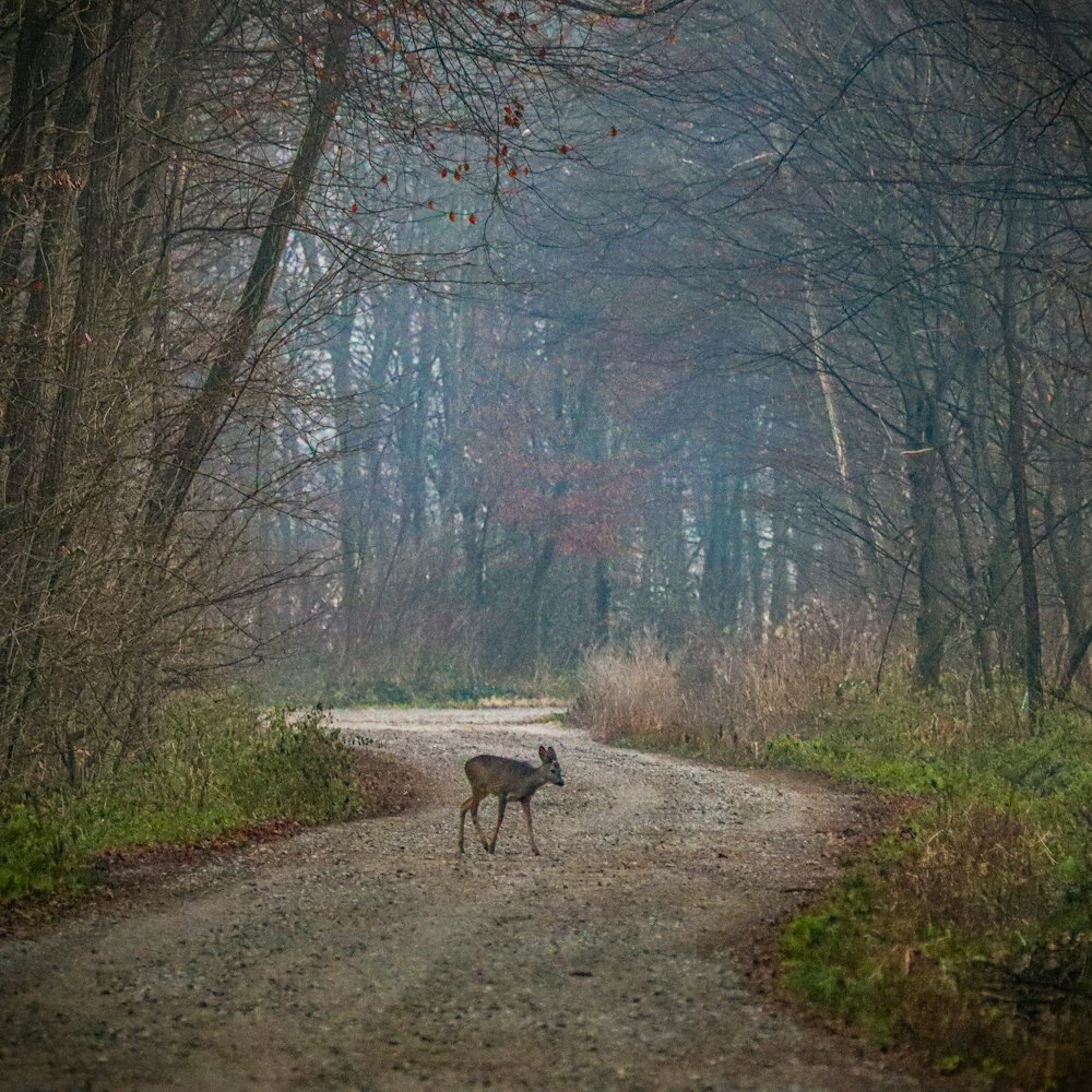 a deer standing on a dirt road in the middle of a forest