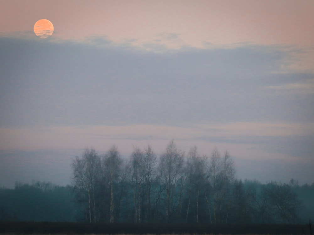 a full moon rising over a forest of trees