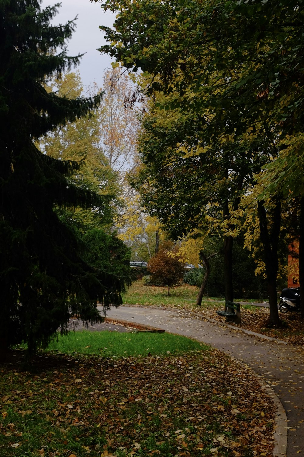 a path in a park with trees and leaves on the ground
