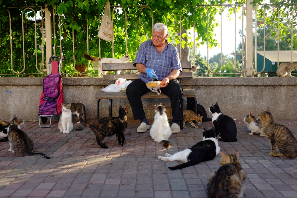 a man sitting on a bench surrounded by cats