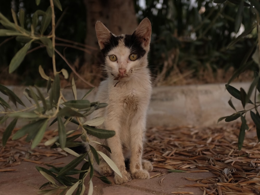 a black and white cat sitting under a tree