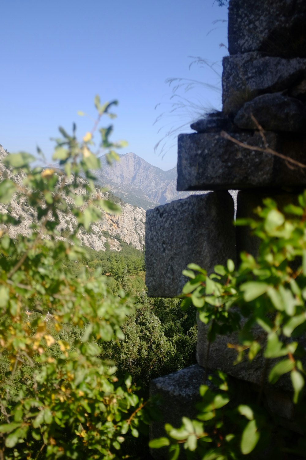 a view of a mountain range through some bushes