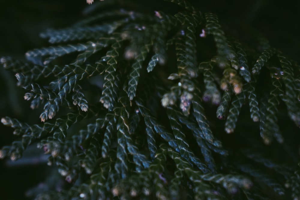 a close up of a pine tree with drops of water on it