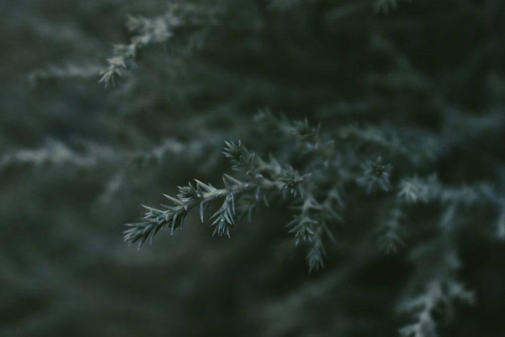 a close up of a tree branch with a blurry background