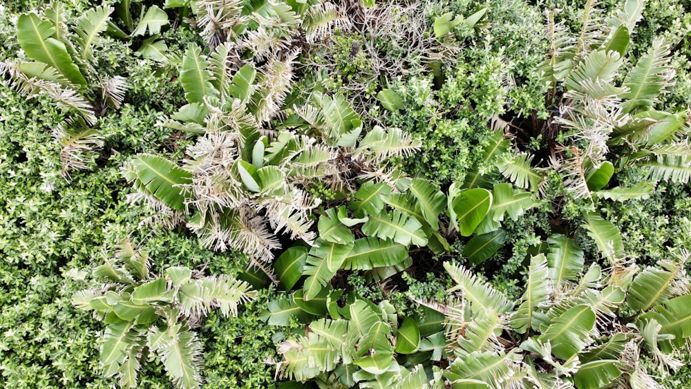 a close up of a plant with lots of leaves