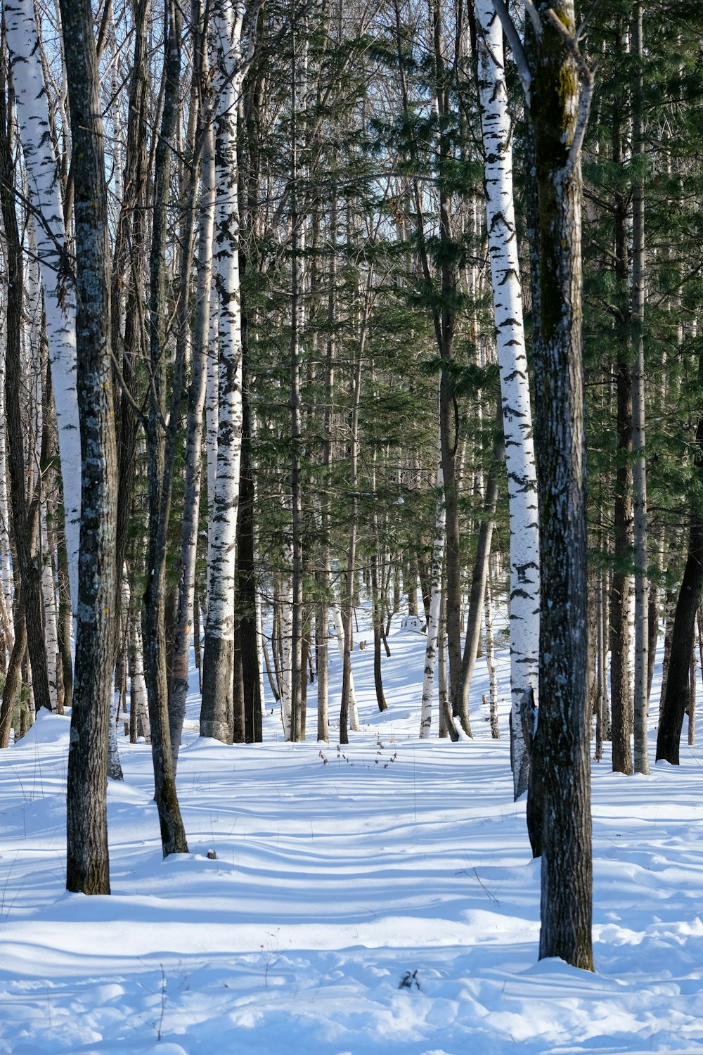 a snow covered forest filled with lots of trees