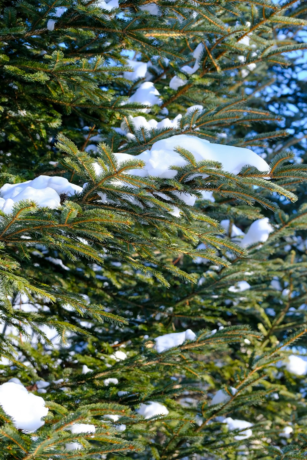 a close up of a pine tree with snow on it