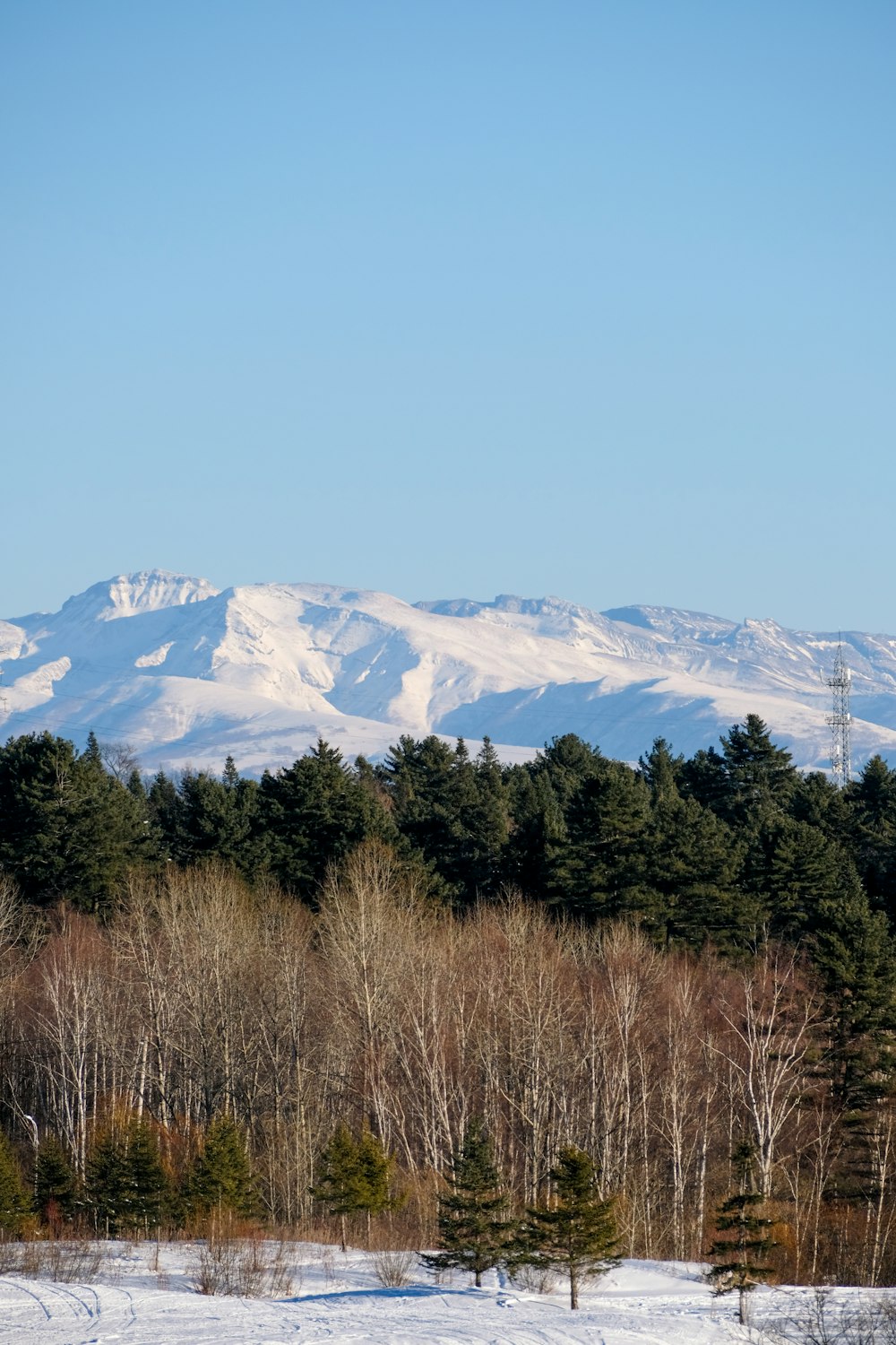 a snowy landscape with trees and mountains in the background