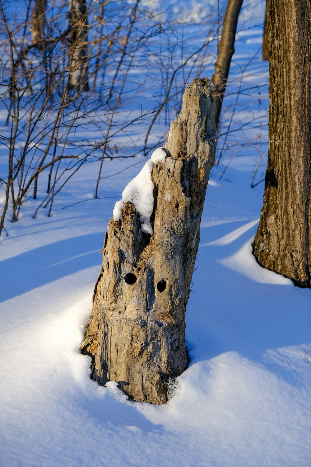 a tree stump in the snow next to a tree
