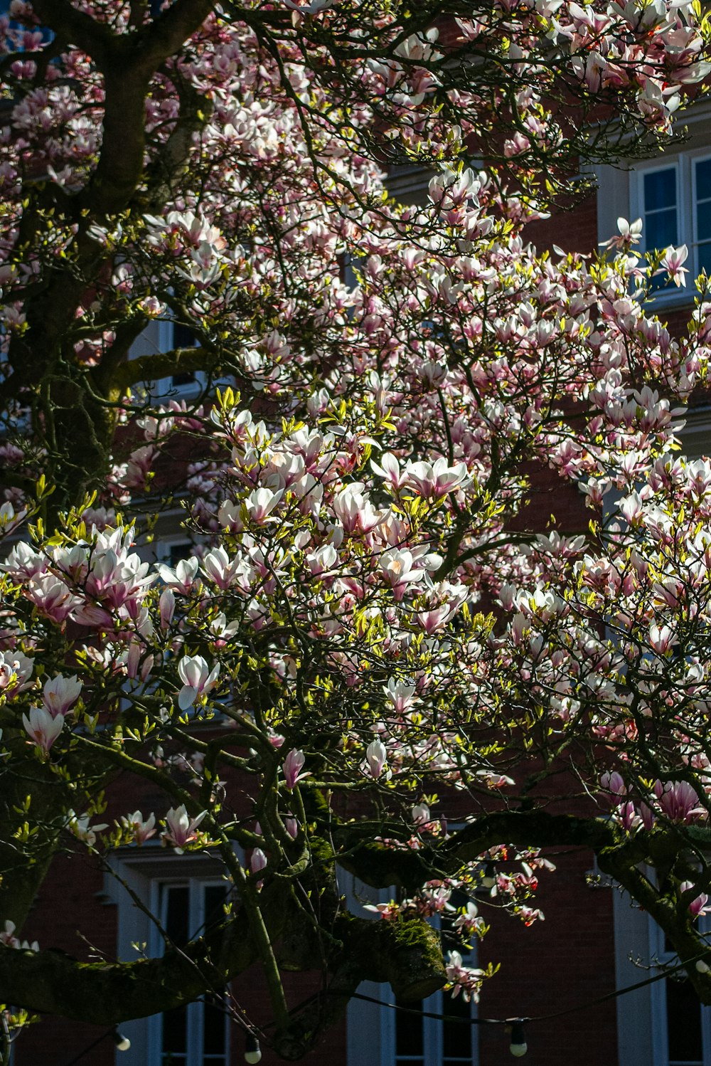 a tree with pink flowers in front of a building