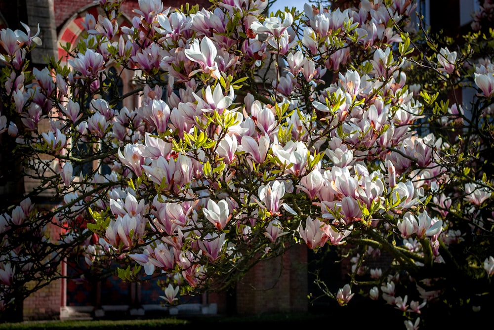 a tree with white and pink flowers in front of a building