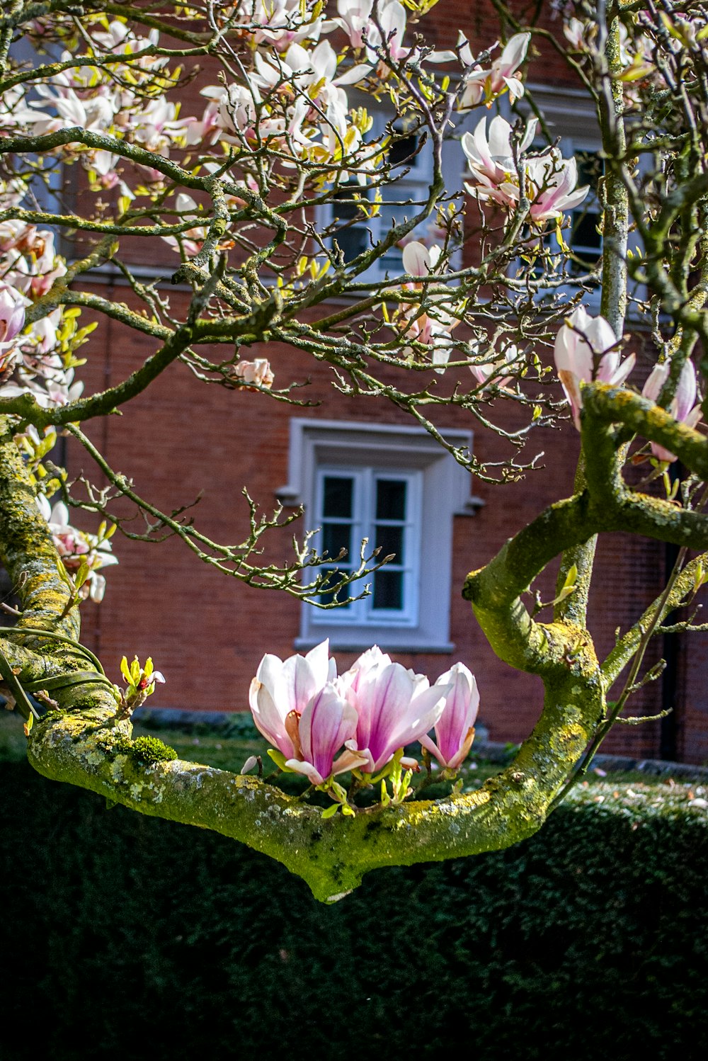 une branche d’arbre avec une fleur rose devant un bâtiment