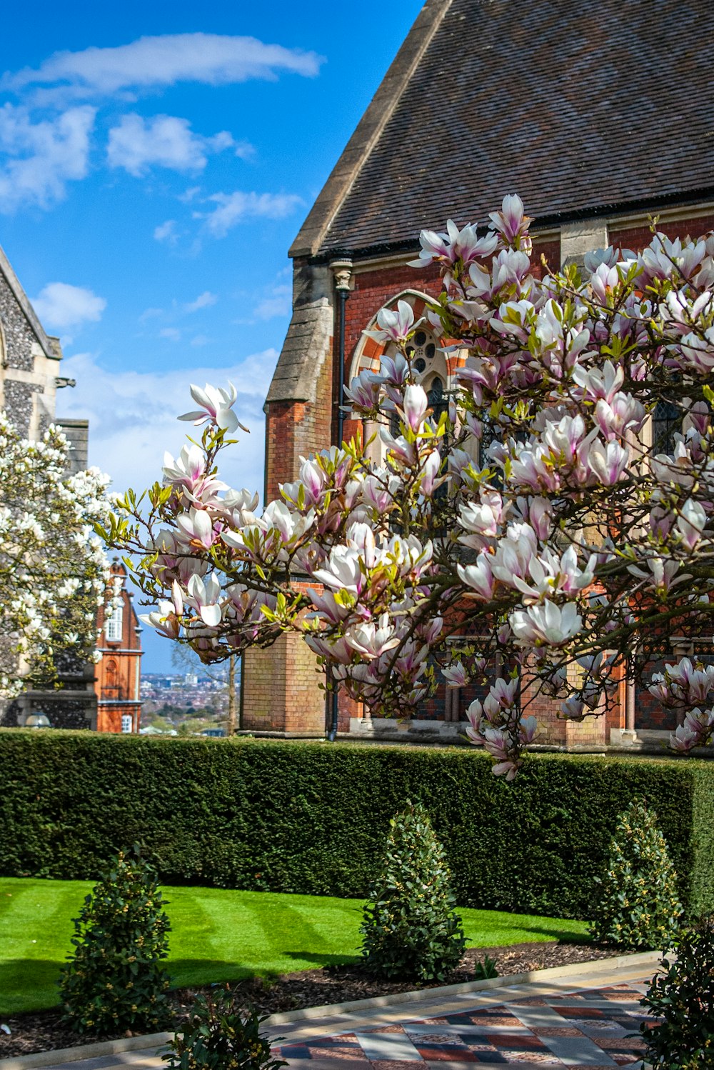 a tree with white flowers in front of a building