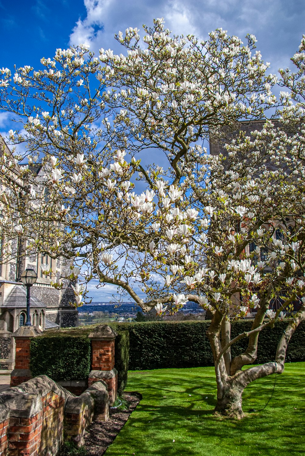 a tree with white flowers in front of a building