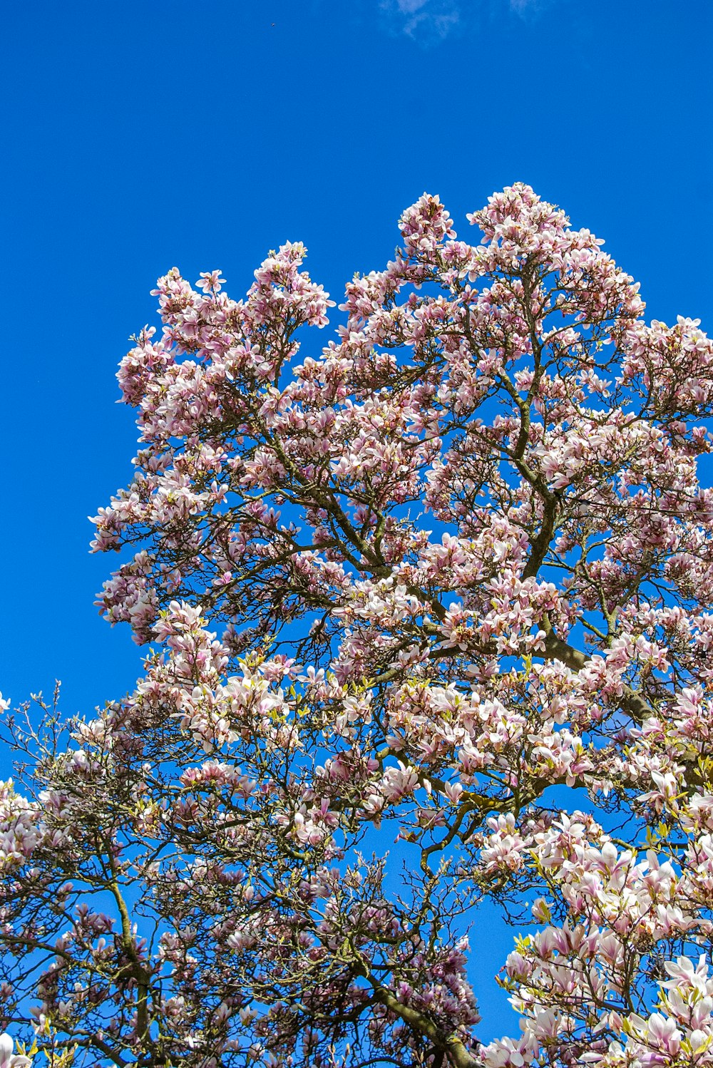 a large tree with lots of pink flowers