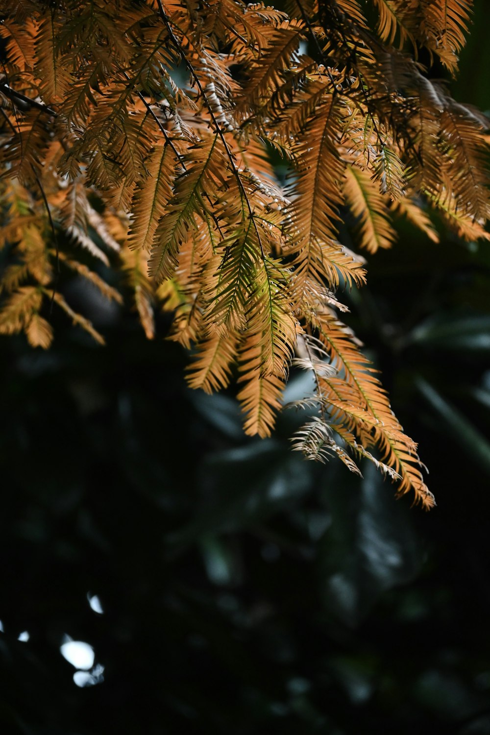 a close up of a tree branch with lots of leaves