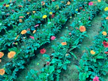 Rows of colorful flowering plants displayed in the garden center.