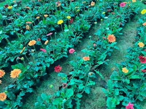 Rows of vibrant flowering plants ready for bulk delivery at Sherikar Horticulture nursery.