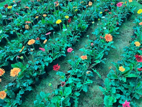 Rows of colorful flowering plants in a botanical garden nourished by Ornafert products.