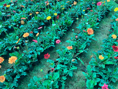 Rows of colorful flowering plants displayed in the garden center.