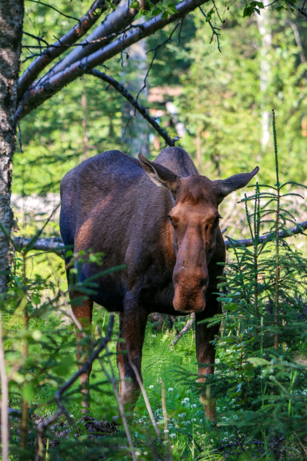 a moose is standing in the grass near a tree