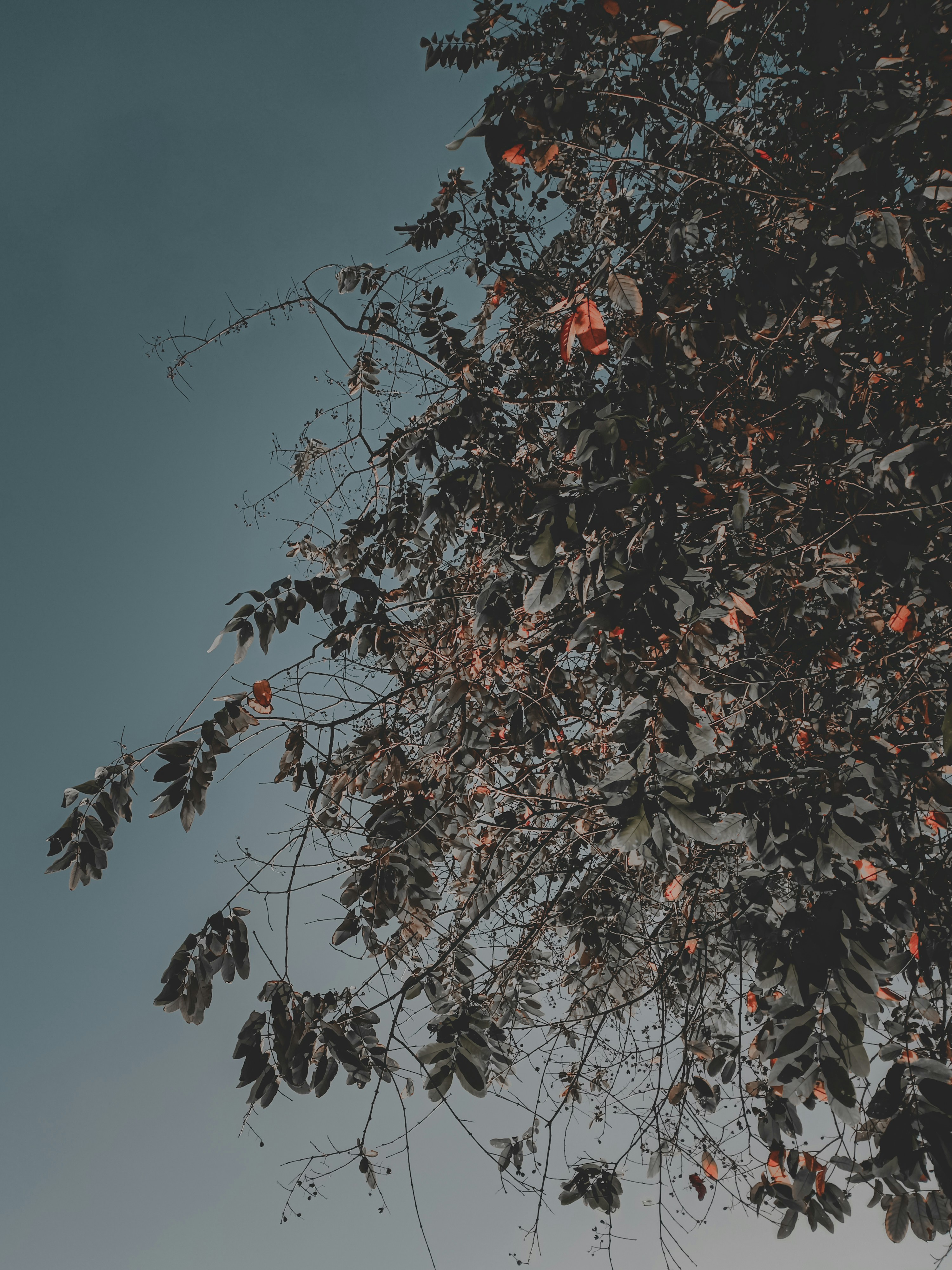 Photo by hybridnighthawk