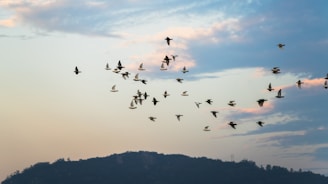 A flock of migratory birds flying over a mountain range.
