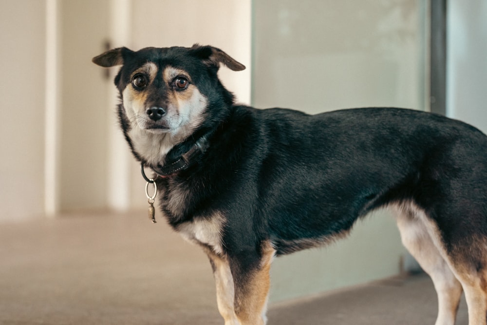 a black and brown dog standing in a room