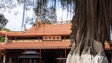 A traditional Chinese temple with ornate red-orange tiled roofs, adorned with artistic decorations and calligraphy. The intricate architecture is prominent, with a large tree in the foreground whose twisting roots and hanging branches frame the view. The scene offers a glimpse into the cultural and historical elements of the structure.